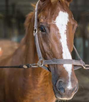 Horse standing in a stall, representing comfort and safety provided by durable horse stall and rubber stable mats in barns and equine facilities.